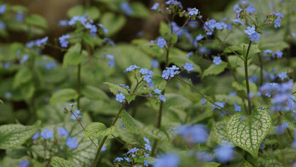 Brunnera macrophylla 'Alexanders Great' - Kaukasusvergissmeinnicht