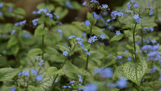 Brunnera macrophylla 'Alexanders Great' - Kaukasusvergissmeinnicht
