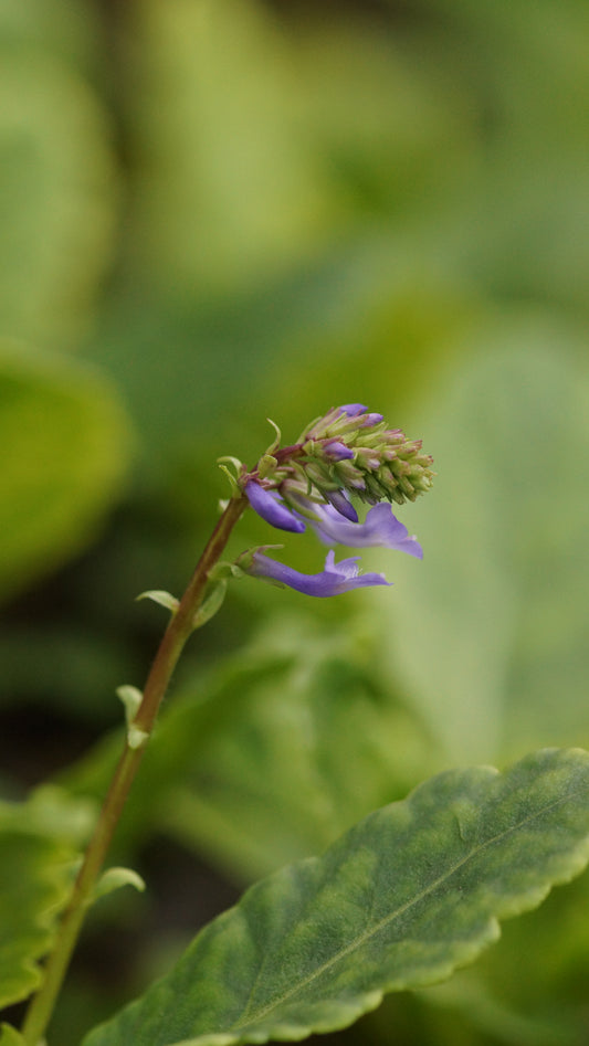 Wulfenia x schwarzii - Wulfenie