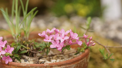 Daphne cneorum - Rosmarin-Seidelbast