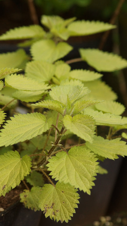Urtica dioica 'Goldbiene' - Gold-Brennnessel