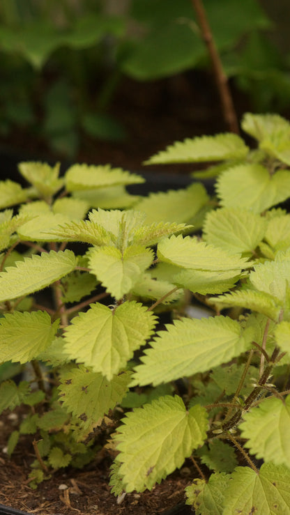Urtica dioica 'Goldbiene' - Gold-Brennnessel