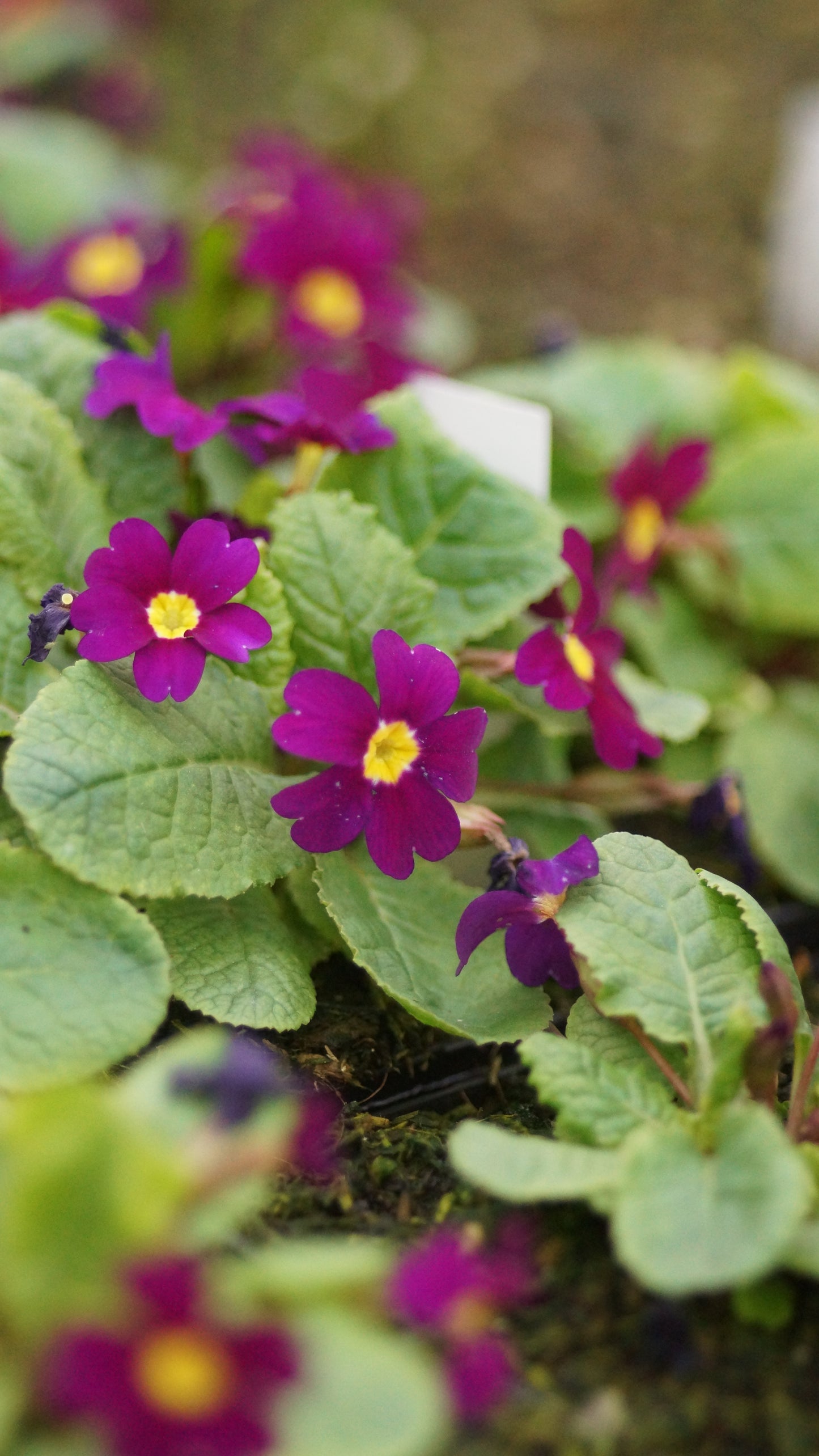 Primula x juliae 'Wanda' - Kissen-Primel