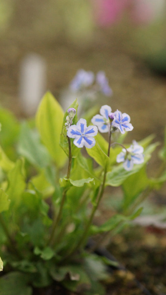 Omphalodes cappedocica 'Starry Eyes' - Kappadokisches Gedenkemein