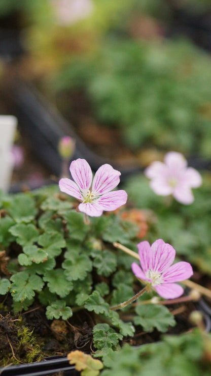 Erodium x variabile 'Flore Pleno' - Reiherschnabel