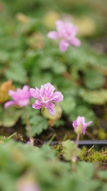 Erodium x variabile 'Flore Pleno' - Reiherschnabel