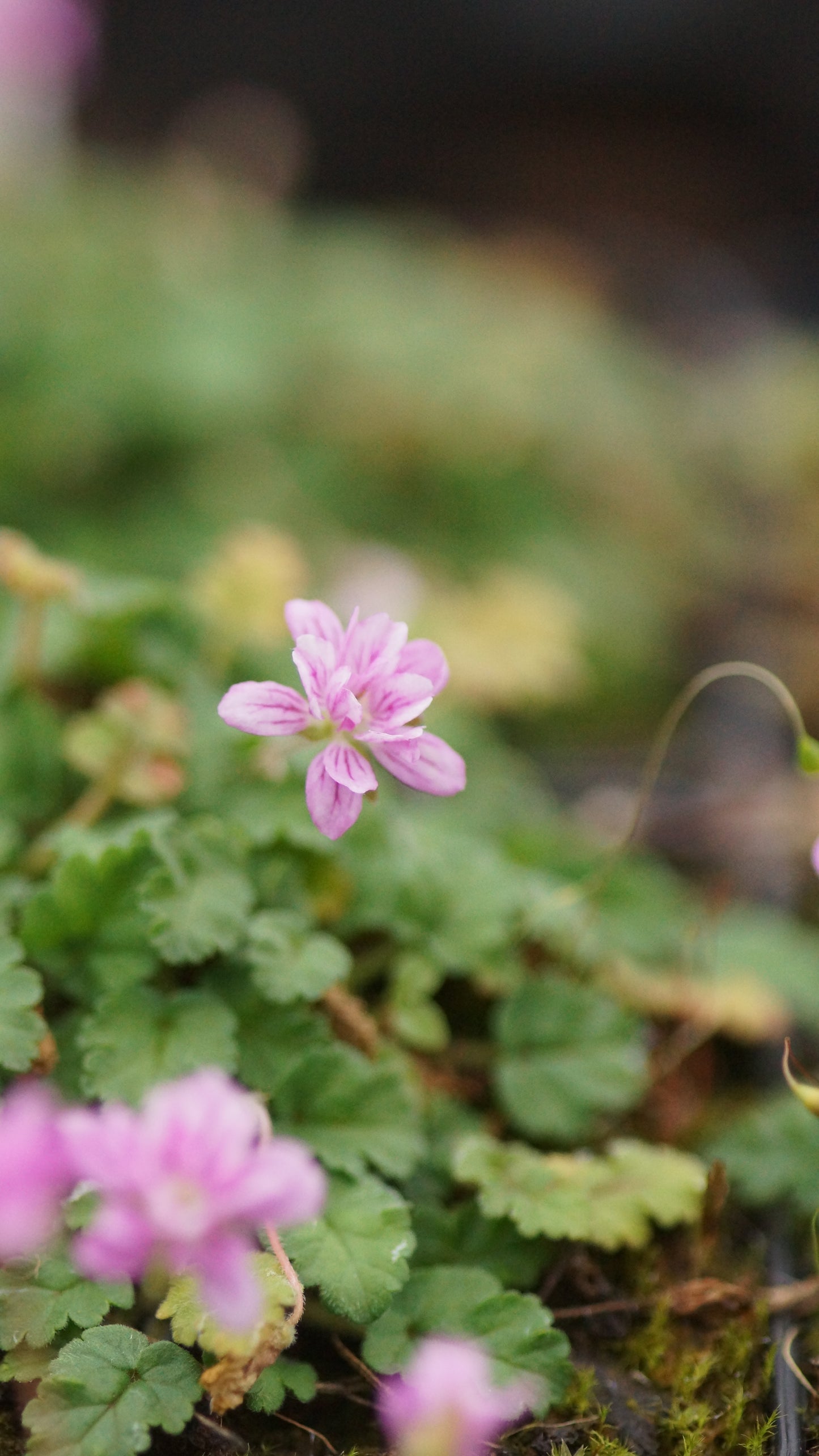 Erodium x variabile 'Flore Pleno' - Reiherschnabel