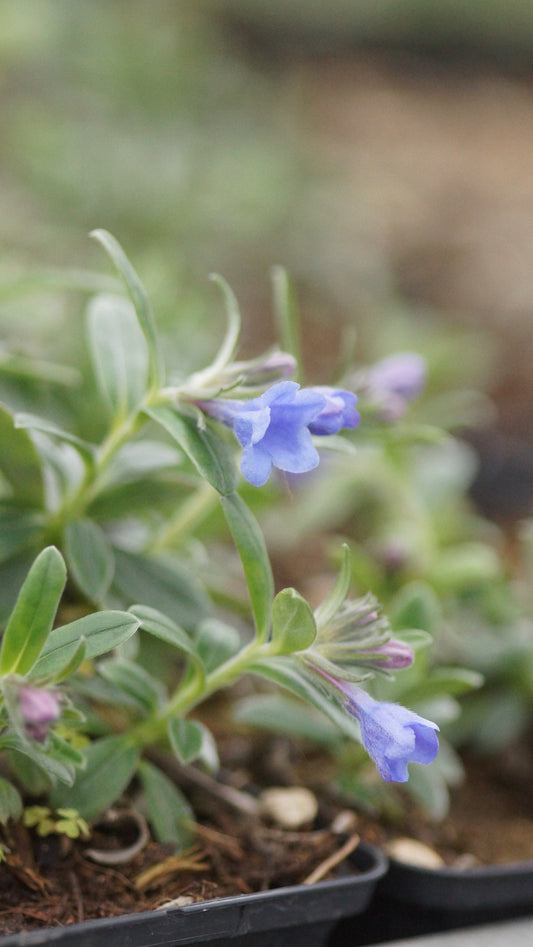 Lithodora oleifolia - Olivenblättriger Scheinsteinsame