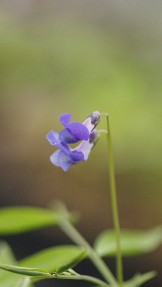 Lathyrus vernus 'Heavenly Blues' - Frühlings-Platterbse