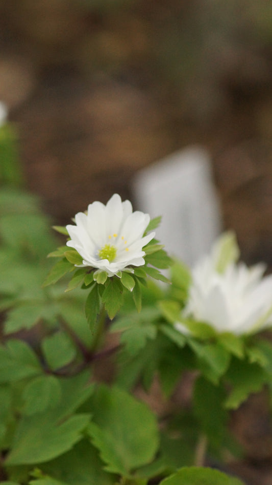 Anemone nemorosa 'Helsinki' - Buschwindröschen