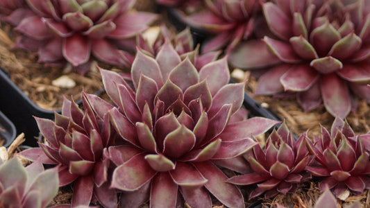 Sempervivum Hybride 'Bronco' - Hauswurz