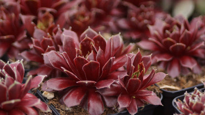 Sempervivum Arachnoideum-Hybride 'Silberspitz' - Spinnweben-Hauswurz