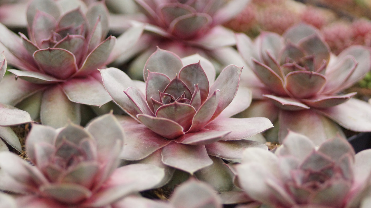 Sempervivum Hybride 'Rita Jane' - Hauswurz