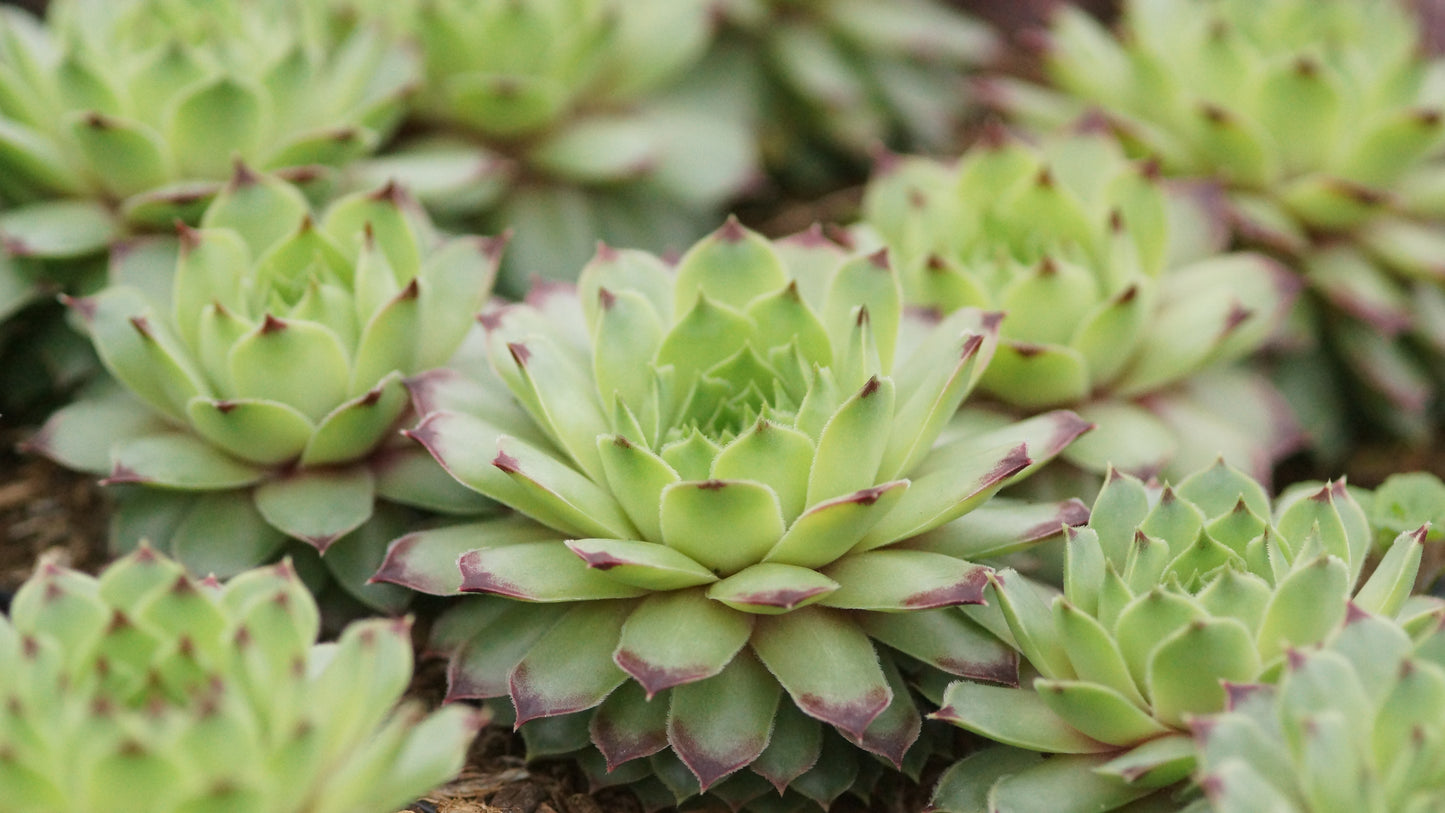 Sempervivum Calcareum-Hybride 'Geuse' - Hauswurz