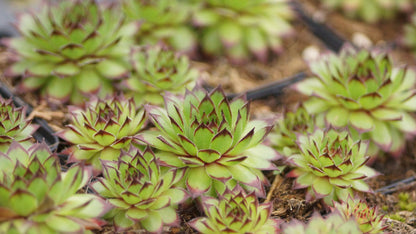 Sempervivum kosaninii 'Feuerstein' - Hauswurz