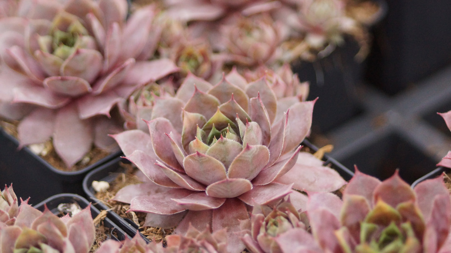 Sempervivum Hybride 'Athen' - Hauswurz