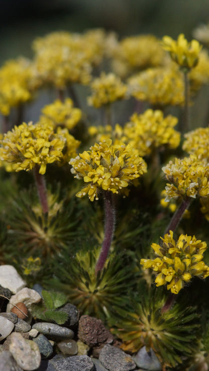 Draba sphaeroides - Hungerblümchen