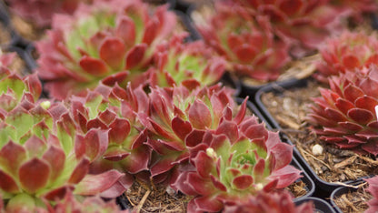 Sempervivum Hybride 'Sioux' - Hauswurz