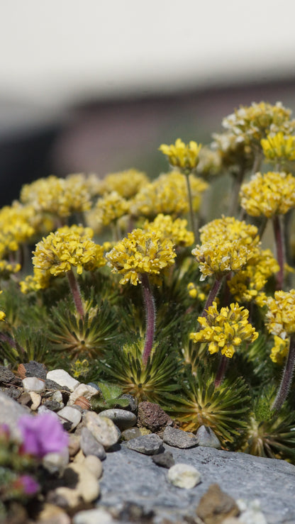 Draba sphaeroides - Hungerblümchen