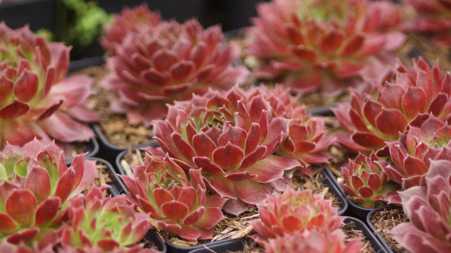 Sempervivum Hybride 'Sioux' - Hauswurz