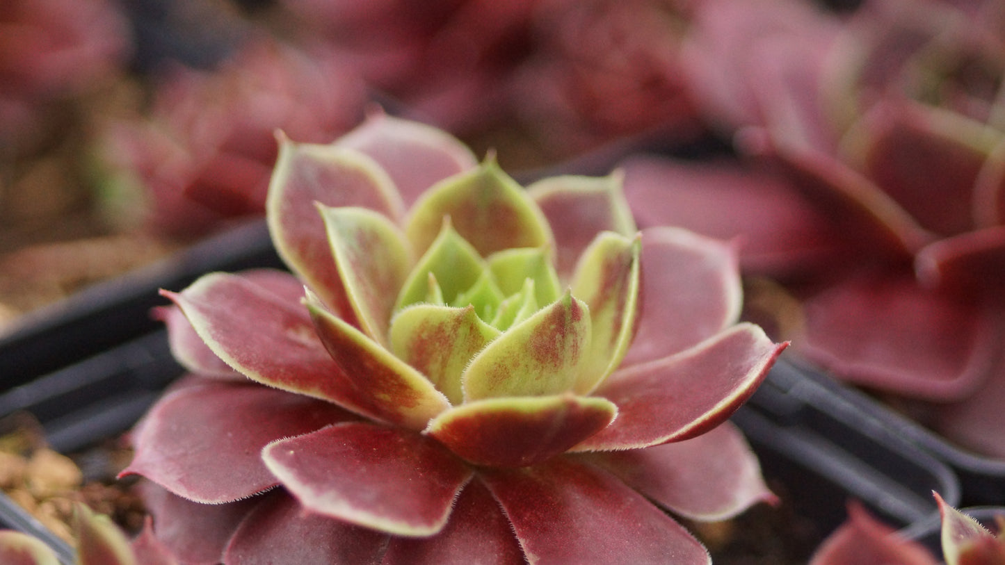Sempervivum Hybride 'Grünrand' - Hauswurz