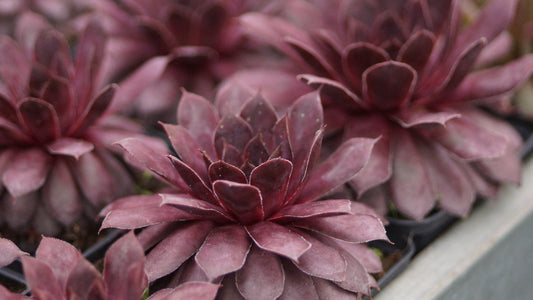 Sempervivum Hybride 'Flamingo' - Hauswurz