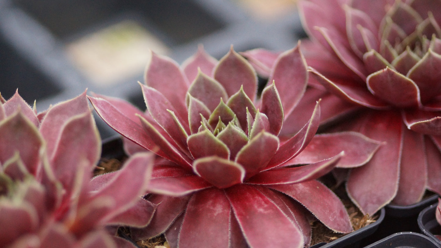 Sempervivum Marmoreum-Hybride 'Rubikon' - Hauswurz