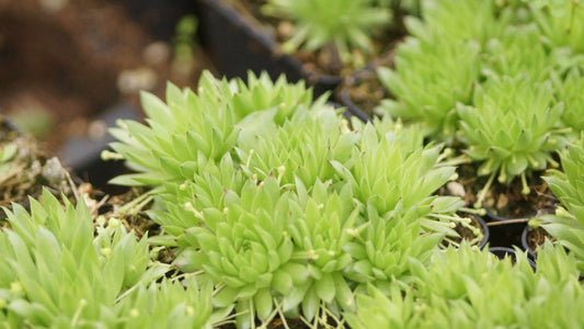 Jovibarba allionii x globifera - Fransenhauswurz