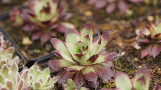 Sempervivum Hybride 'Merveille' - Hauswurz