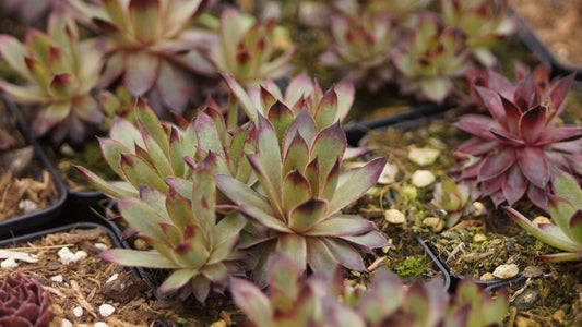 Sempervivum Hybride 'Black Prince' - Hauswurz