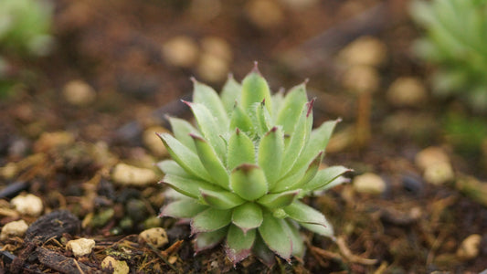 Sempervivum Hybride 'Gotthard' - Hauswurz
