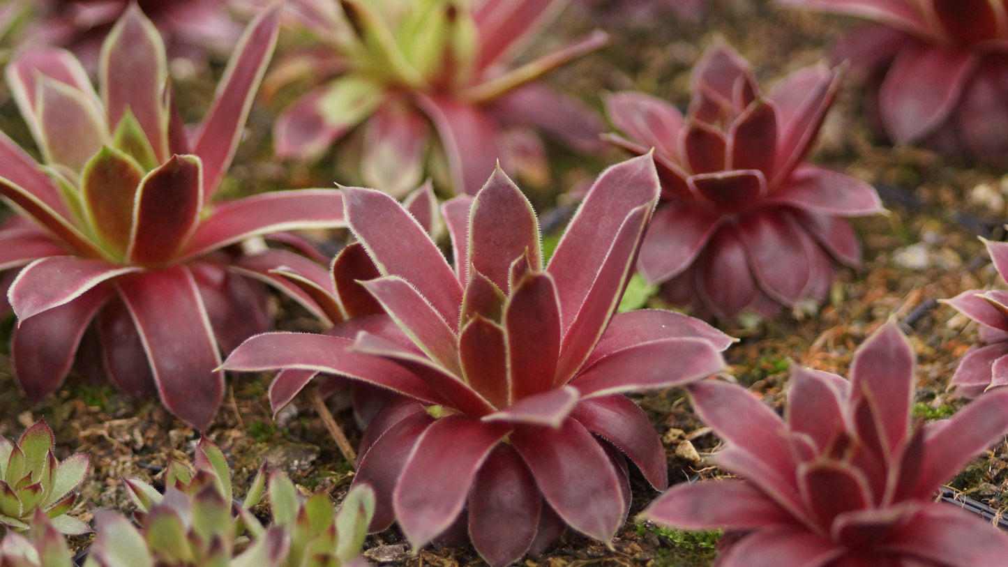 Sempervivum Hybride 'Westerlin' - Hauswurz