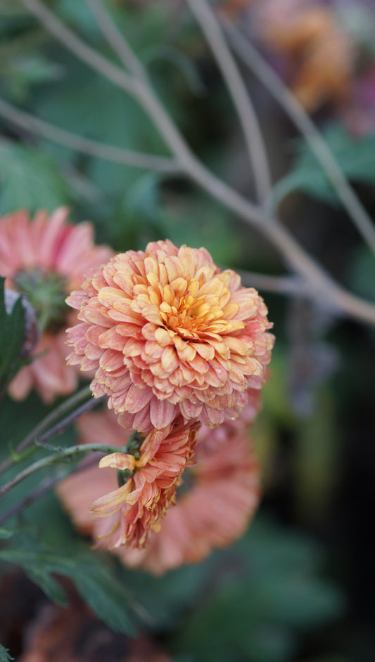 Chrysanthemum Indicum-Hybride 'Rehauge' - Herbst-Chrysantheme