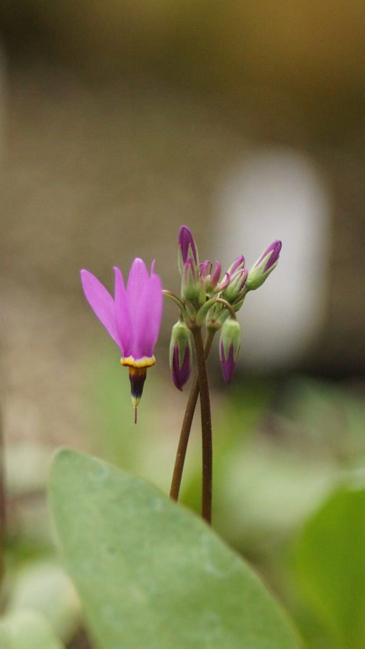 Dodecatheon meadia - Götterblume