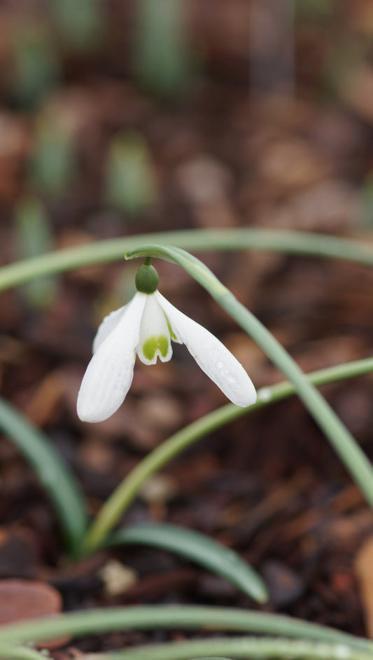 Galanthus reginae-olgae 'Cambridge' - Köngin-Olga-Schneeglöckchen