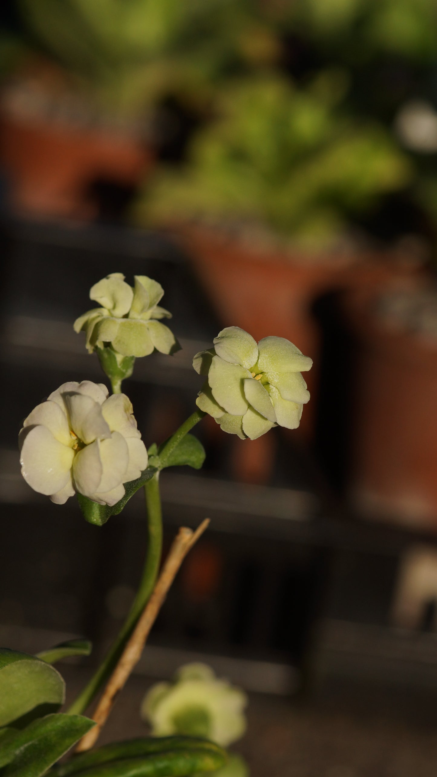Primula x auricula 'Alba Floro Pleno' - Schau-Aurikel