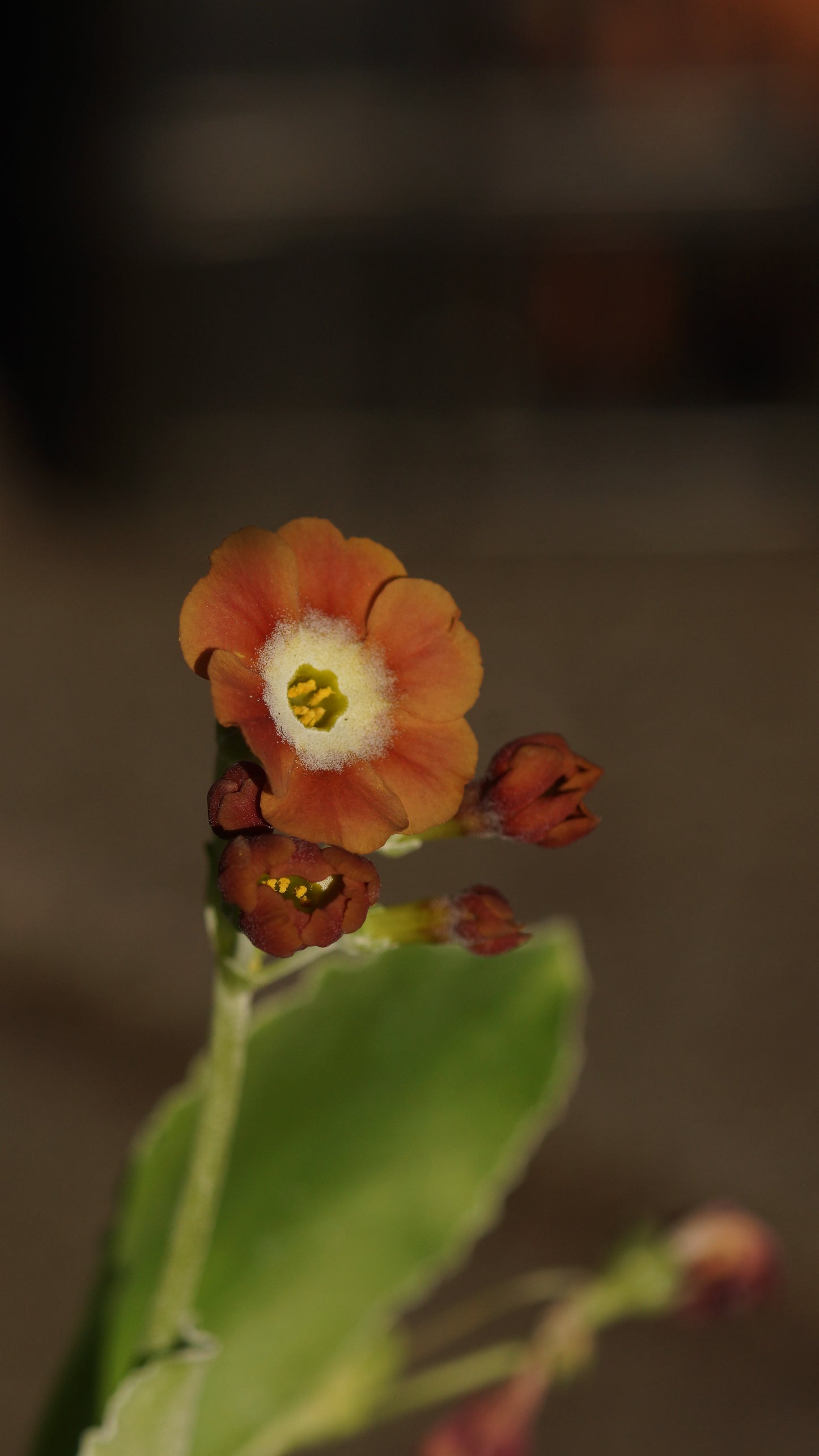 Primula x auricula 'Brownie' - Schau-Aurikel