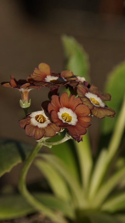 Primula x auricula 'Brownie' - Schau-Aurikel