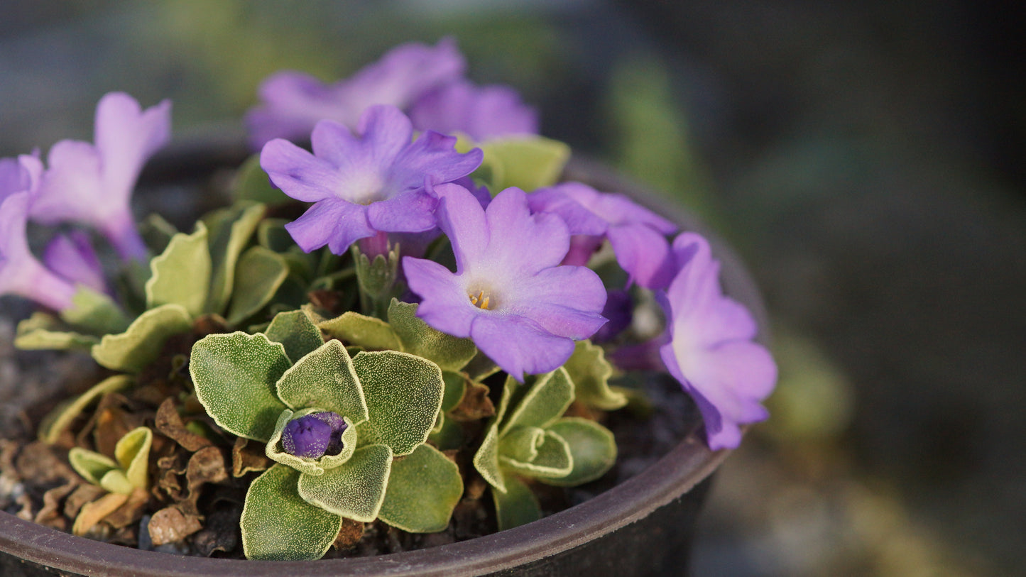 Primula x miniera 'Stradbrook Dream' - Allionis Primel