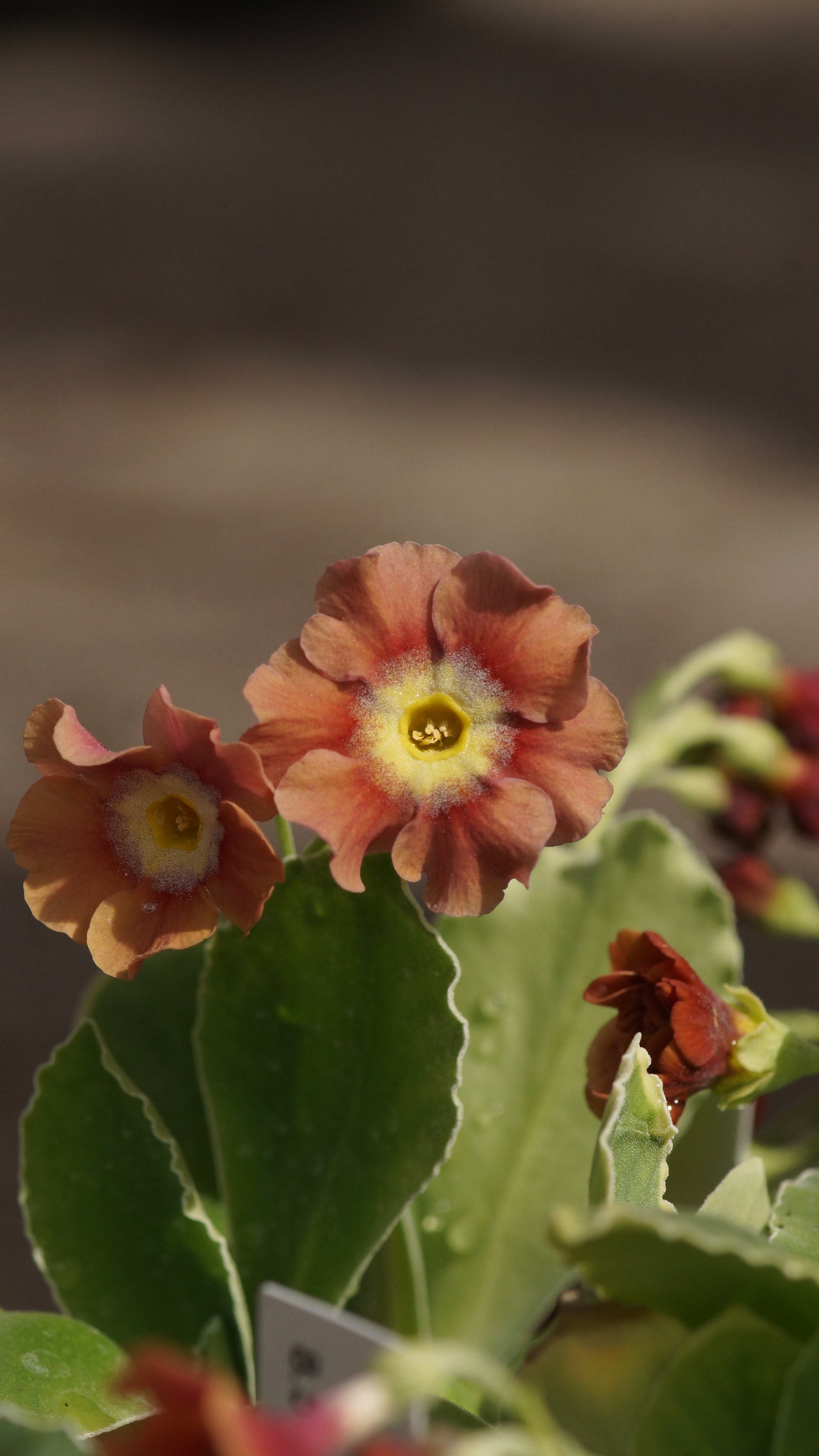 Primula x auricula 'Brownie' - Schau-Aurikel
