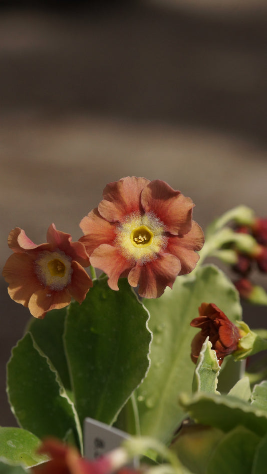 Primula x auricula 'Brownie' - Schau-Aurikel