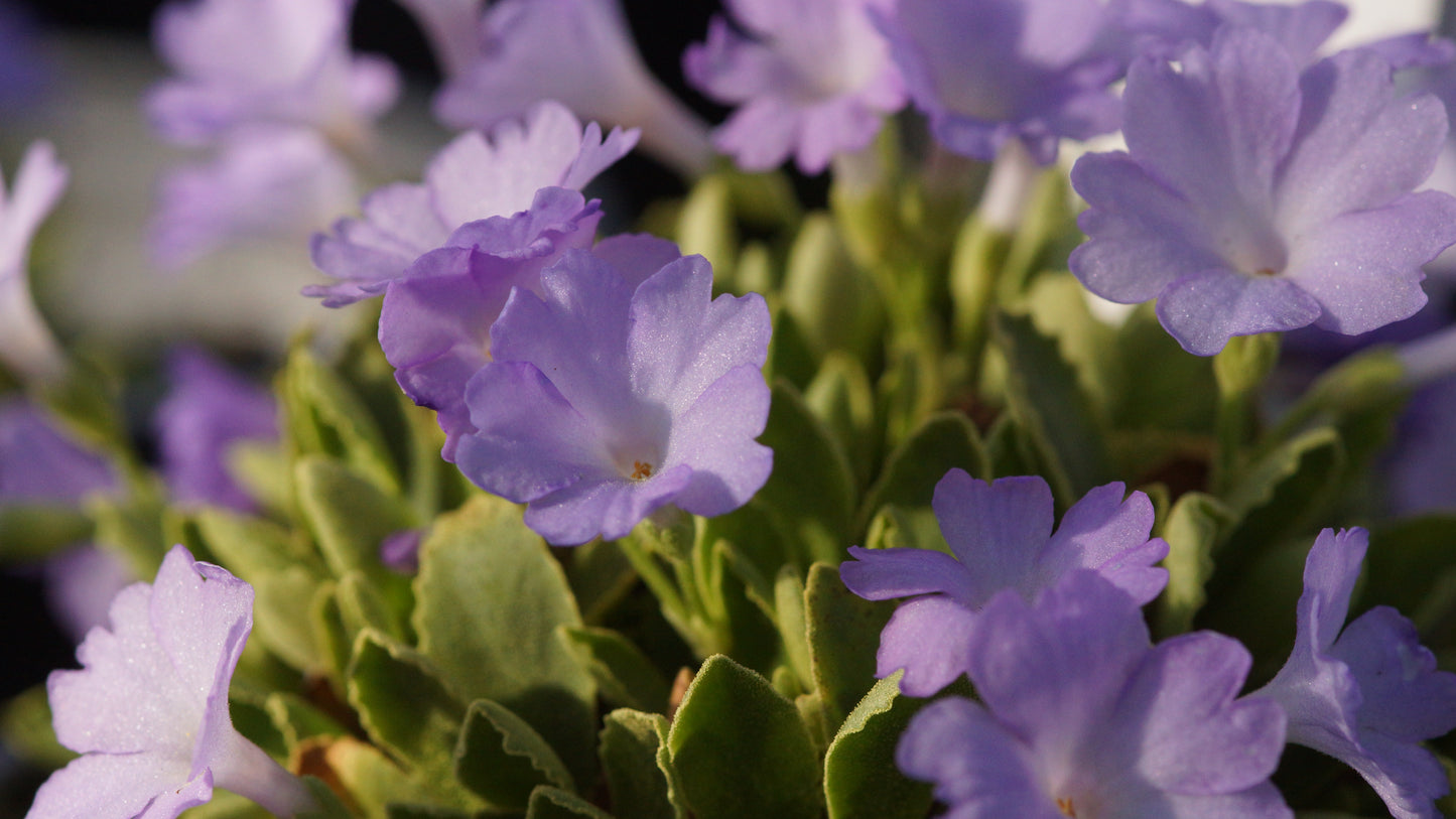 Primula x miniera 'Stradbrook Lucy' - Seealpen-Primel
