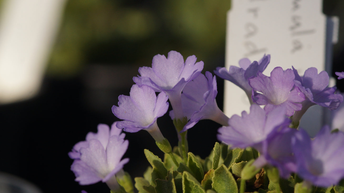 Primula x miniera 'Stradbrook Lucy' - Seealpen-Primel
