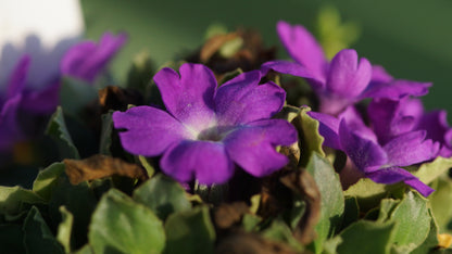 Primula x allionii ' Maria Talbot - Allioni - Primel