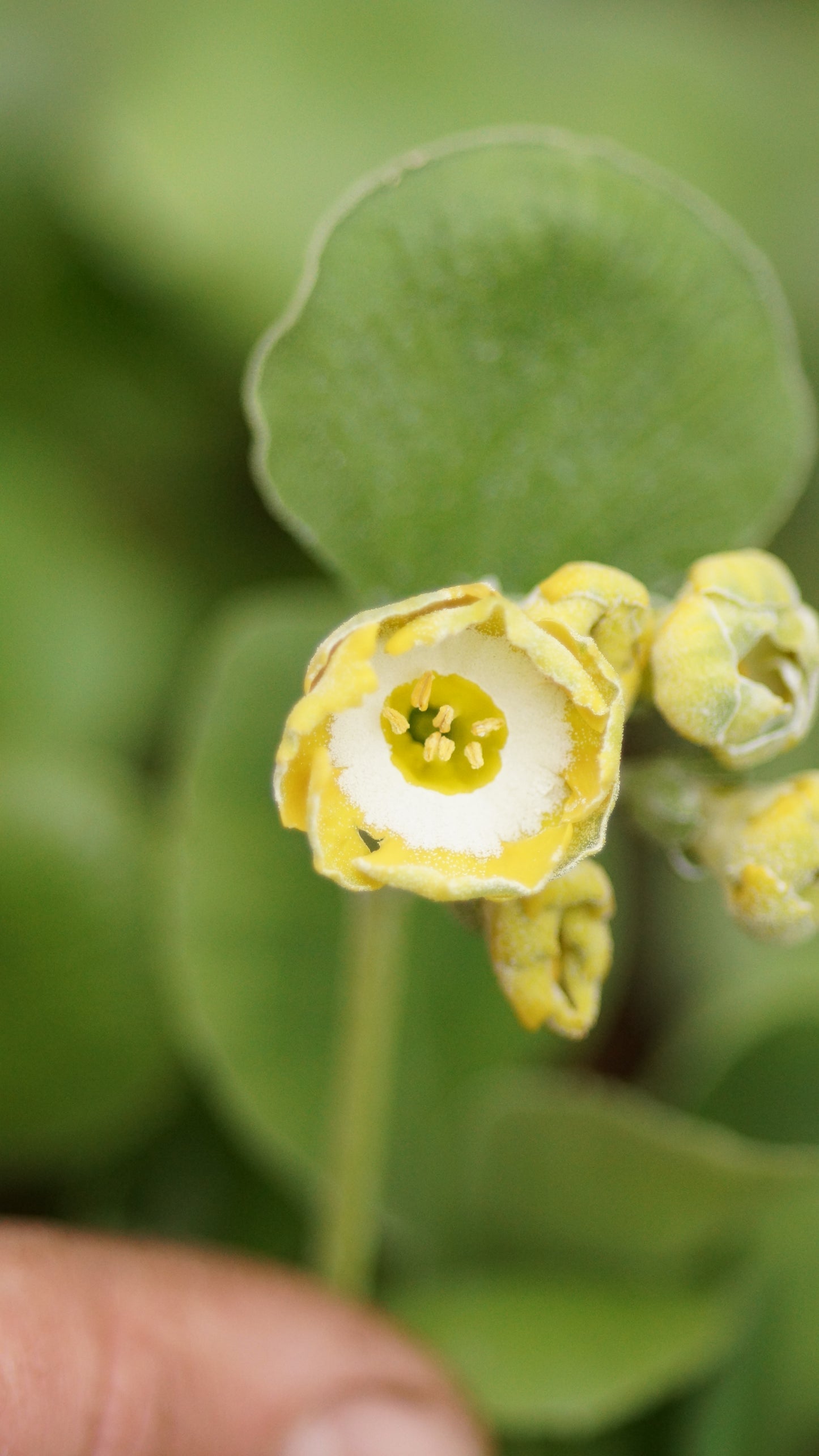 Primula x auricula 'Die Goldkinder' - Schau-Aurikel
