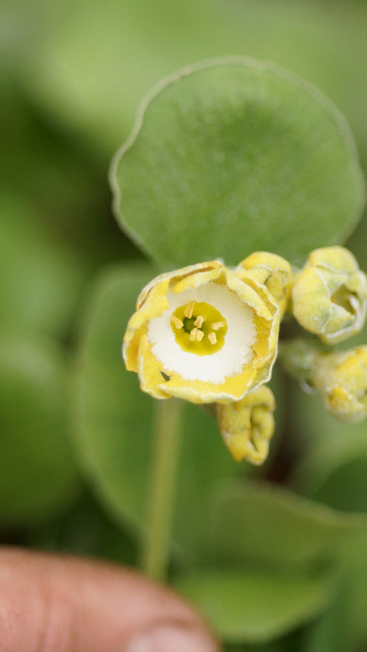 Primula x auricula 'Die Goldkinder' - Schau-Aurikel