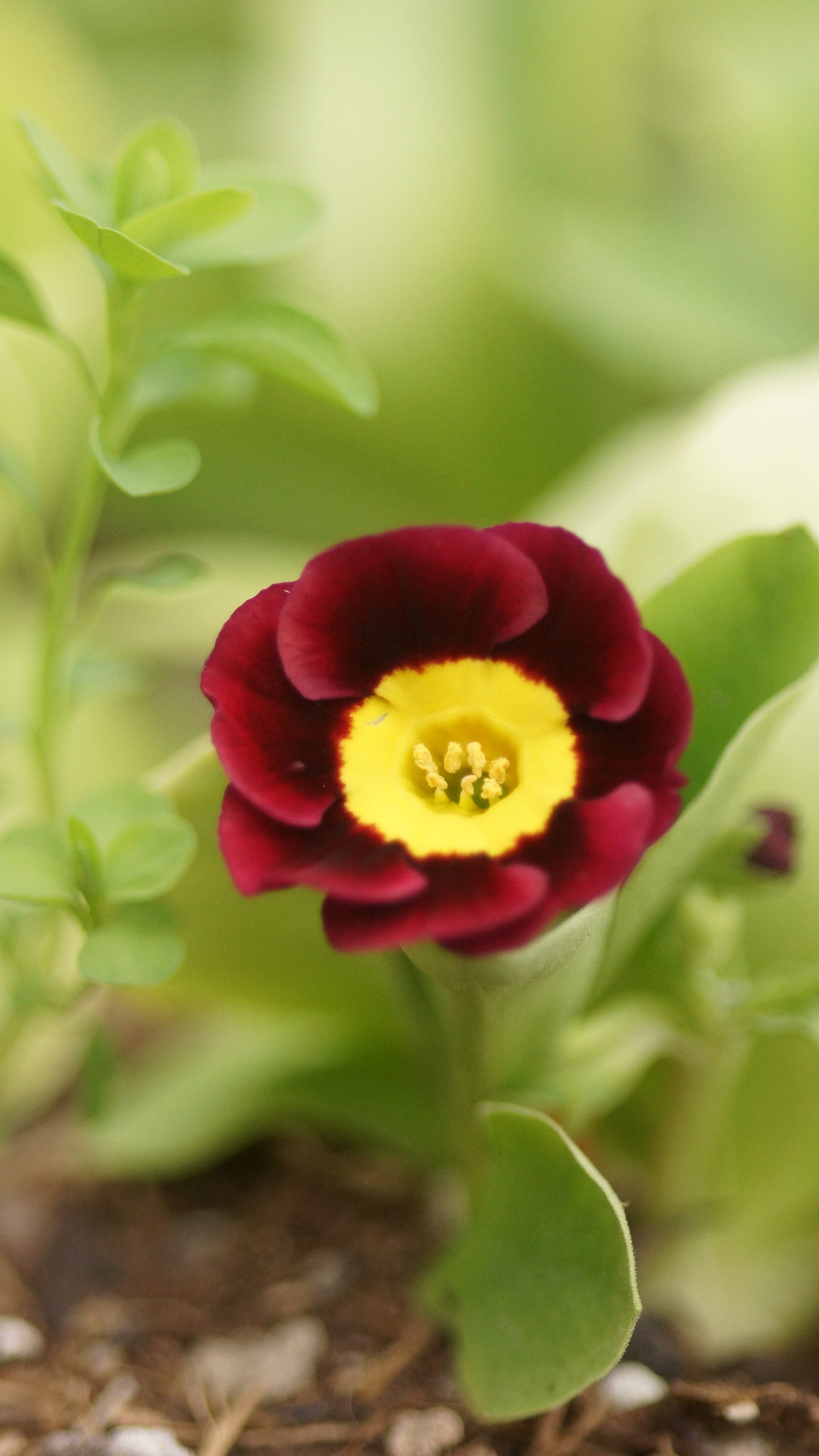 Primula x auricula 'Gleam' - Schau-Aurikel