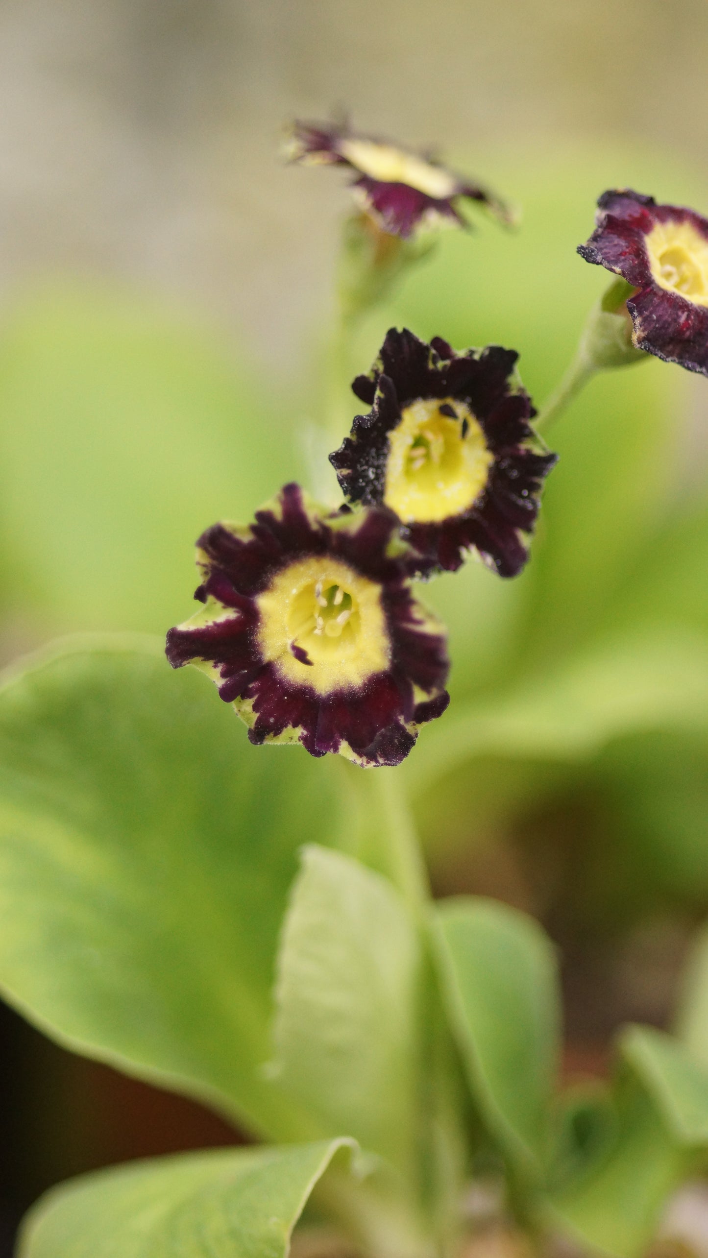 Primula x auricula 'Green Frill' - Schau-Aurikel