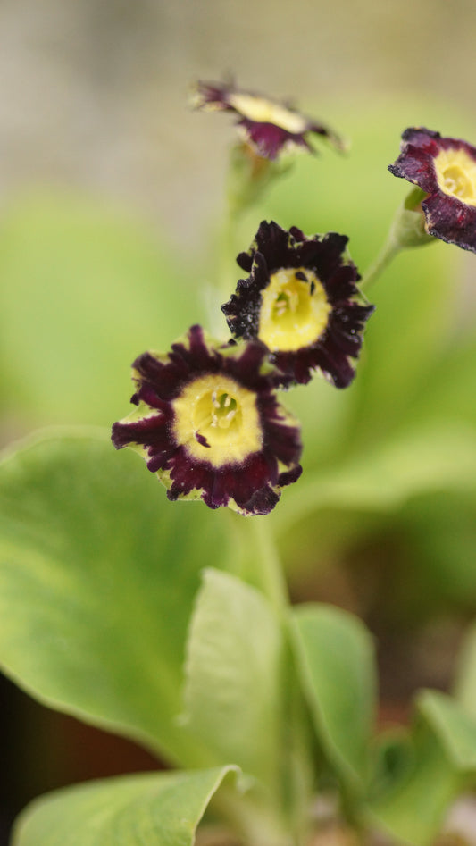 Primula x auricula 'Green Frill' - Schau-Aurikel