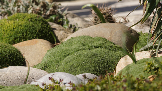 Arenaria alfacariensis - Sandkraut